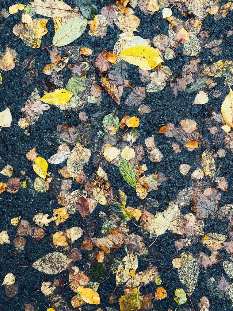 Fallen autumn leaves on wet blacktop